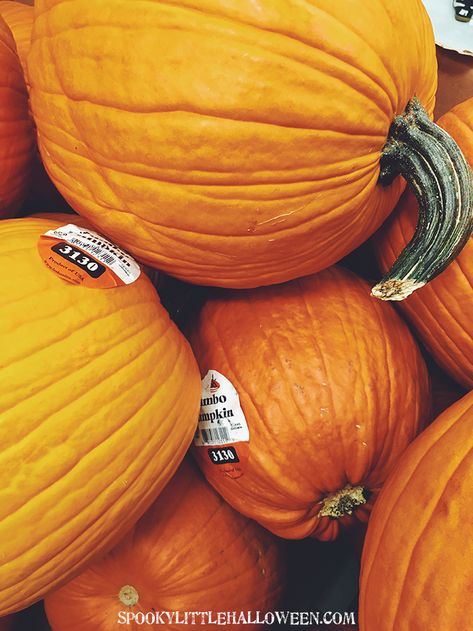 Get my tips, my favorite seeds, and join me in growing your own backyard pumpkin patch for Halloween this year! Backyard Pumpkin Patch, As Good As Dead, It's The Great Pumpkin, Pumpkin Images, Dark Street, Halloween This Year, Small Pumpkins, Halloween Yard, Mini Pumpkins