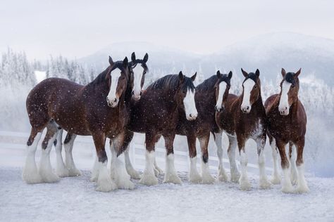 Clydesdale Horses Budweiser, Budweiser Clydesdales, Super Bowl Commercials, The Rest Of The Story, Super Bowl Nfl, Clydesdale Horses, Beer Company, Domestic Animals, Soccer Stars