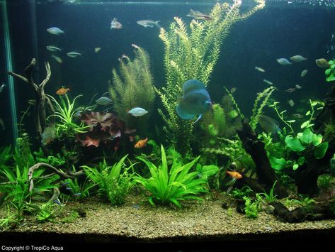 Community Fish Tank, Community Aquarium, Cool Fish Tanks, Fish Keeping, Tropical Fish Tanks, Tropical Fish Aquarium, Community Tanks, Fresh Water Fish Tank, Aquarium Ideas