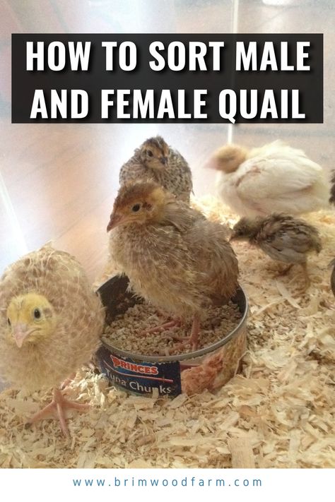 Diy Quail Coop, Quail Pen Ideas, Quails, Natural Quail Habitat, Quail Incubation Chart, Quail Coop Ideas Diy, How To Care For Quail, Button Quail Habitat, Keeping Quails