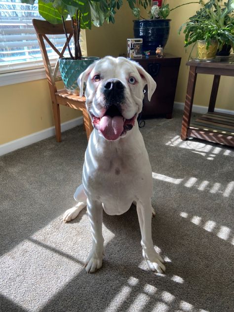 White boxer dog White Boxer Dogs, Boxer And Baby, Dog White, White Boxers, Boxer (dog), Good Boy, Puppy Dogs, Boxer Dogs, Bulldog Puppies