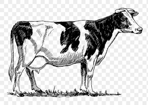 Cow Sketch, Ferdinand The Bulls, Cow Coloring Pages, Cow Vector, Cow Illustration, Cow Drawing, Cow Colour, Bull Tattoos, Holstein Cows