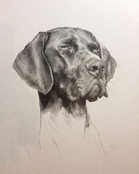 Jennifer Gennari, Gsp Dogs, Gsp Puppies, Grumpy Face, German Shorthaired Pointer Dog, Pointer Puppies, Painting Animals, Drawing Competition, Drawing Animals