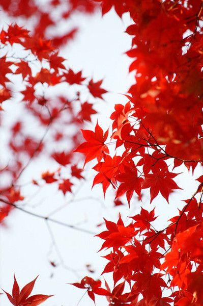 Maple leaves.. Remind me of my home away from home.. Canada Maple Tree Tattoo, Tattoo Leaves, Maple Tree Tattoos, Fall Leaves Tattoo, Canada Leaf, Red Maple Tree, Red Maple, Red Leaves, Beautiful Flowers Garden