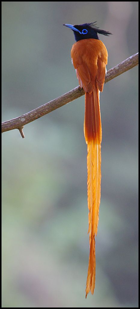 Asian Paradise Flycatcher (Terpsiphone paradisi), , Sigiriya, Sri Lanka | Flickr - Photo Sharing! Paradise Flycatcher, Migratory Birds, Most Beautiful Birds, Kinds Of Birds, Nature Birds, Bird Pictures, Exotic Birds, Tropical Birds, Pretty Birds