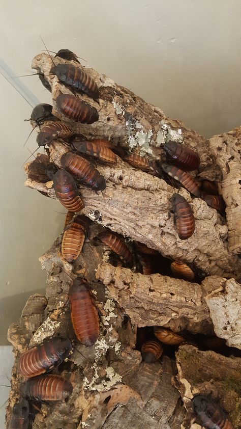 Madagascar Hissing Cockroaches (Gromphadorhina portentosa) #cockroaches #insects #exoticpets #hissingcockroaches #madagascarhissingcockroaches Madagascar Hissing Cockroach Enclosure, Cockroach Aesthetic, Hissing Cockroach, Madagascar Hissing Cockroach, Wolf Spider, Spiders Scary, Beetle Bug, Creepy Crawlies, Arthropods