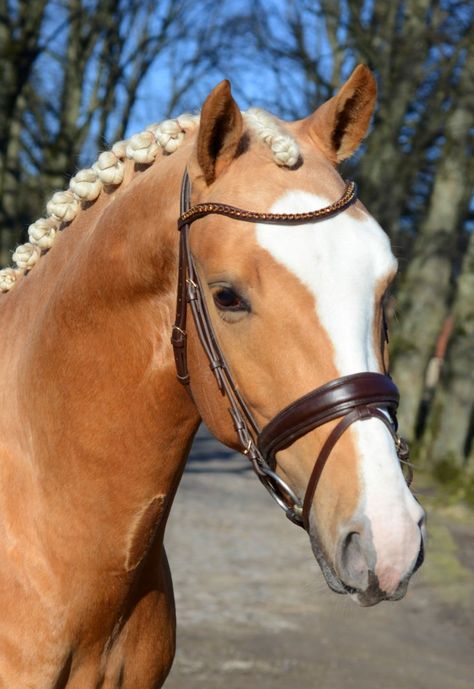 Palomino Swedish warmblood stallion Swedish Warmblood, Palomino Warmblood, Belgian Warmblood, Funny Horse Pictures, Warmblood Horses, Palomino Horse, Wolf Girl, Funny Horse, Hobby Horse