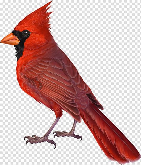 Cardinal Drawing, Bird Carving Patterns, Summer Tanager, Bald Eagle Art, Illustration Bird, Feather Illustration, Summer Drawings, Eagle Drawing, Pencil Drawings For Beginners