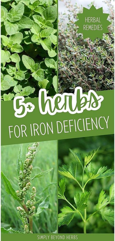 Herbs High In Iron, List Of Herbs, Herbs Medicine, Medicinal Herbs Remedies, Dandelion Greens, Medicinal Herbs Garden, Herbal Salves, Herbal Plants, Iron Deficiency