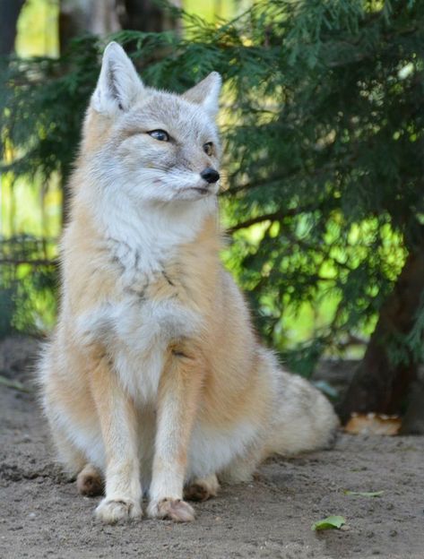 Swift Fox, Reindeer Costume, Fantastic Fox, Rudolph The Red Nosed Reindeer, Foxes Photography, Arctic Fox, Rudolph The Red, Wild Dogs, Fox Art