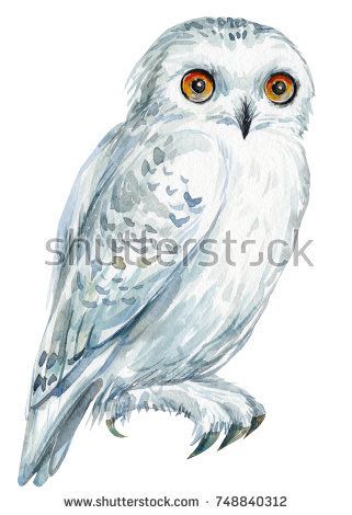 White Owl Drawing, Owl Sketch, Owl Drawing, Owl Clip Art, Owl Watercolor, Bird Watercolor, Owl Illustration, Owls Drawing, White Owl