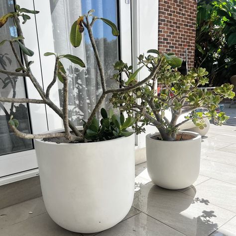 White pots & bright green plants are always a good idea 👌🏻 @plantmark @lindas_place White Pot, Bright Green, Green Plants, Green, Plants