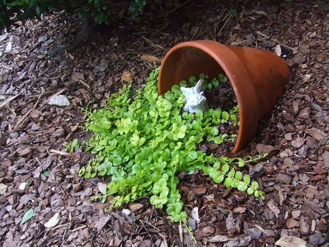 Creeping Jenny Plant, Creeping Jenny, Flower Pot Garden, Perennial Plants, Cool Plants, Rock Garden, Amazing Flowers, Garden Planters, Amazing Gardens