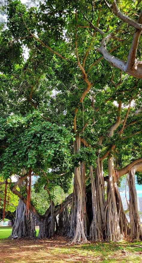 Bargad Tree, Kalpavruksh Tree, Dussehra Wallpapers, Number Wallpaper, Flower Garden Design, Best Pose For Photoshoot, Oil Color, Tree Images, Banyan Tree