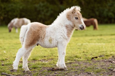 Resins Ideas, Nice Horses, Miniature Horses For Sale, Shetland Ponies, Mini Horses, Miniature Horses, Shetland Pony, Mini Horse, Miniature Horse