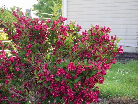 Weigela Shrub, Pond Netting, Drought Tolerant Perennials, Walkway Design, Floating Plants, Aromatic Plant, Plant Problems, Foundation Planting, Perennial Shrubs