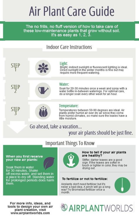 Air Plant Care instructions, in an infographic.  Easy to follow watering, temperature, and lighting info. Air Plant Care, Plant Care Guide, Plant Care Instructions, Air Plants Care, Tillandsia Air Plant, Air Plant Terrarium, Plants For Sale, Low Maintenance Plants, Cactus Y Suculentas