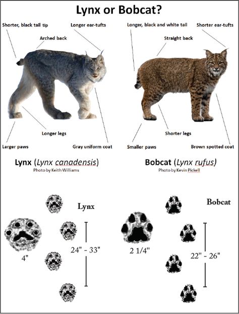 Canada lynx | Washington Department of Fish & Wildlife Canada Lynx, Boreal Forest, Wildlife Habitat, Animal Facts, Ceramic Animals, Cute Wild Animals, Zoology, Warrior Cats, Lynx