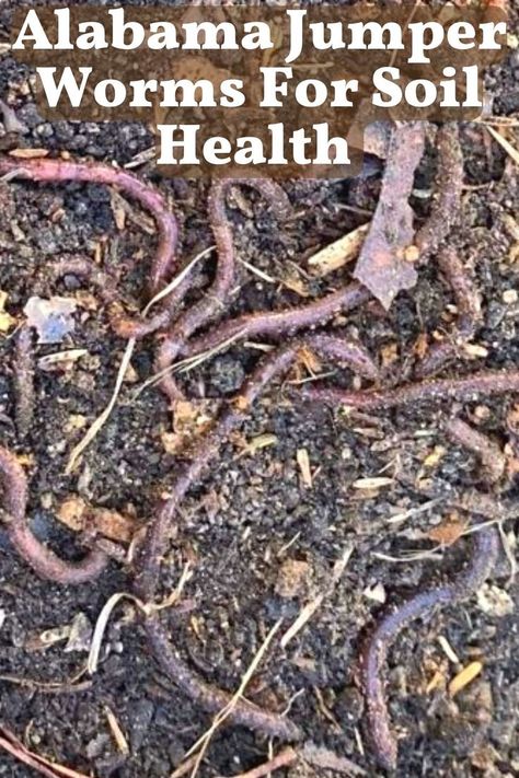 We use Alabama Jumpers worms as our partners in soil improvement and maintenance, for vermicomposting and their castings as fertilizer. Although there is controversy about them, we did our research and decided they would be best for our goals. We’ll share all about them and you can decide if they’ll work for you. Alabama Jumper worms. Earthworms. Worms for composting. Wroms in garden raised beds. Garden Tips And Tricks, Garden Raised Beds, Work Smarter Not Harder, Earthworms, Smarter Not Harder, Work Time, Soil Improvement, Soil Health, Never Stop Learning