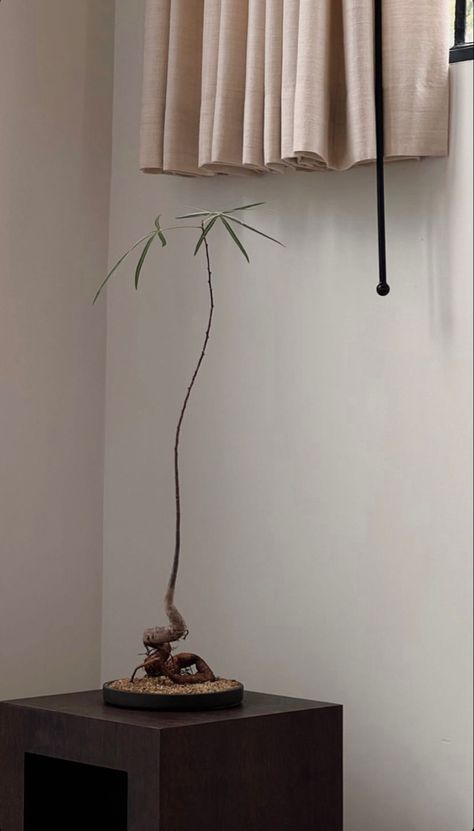 Zen Room Decor, Zen Office, Aesthetic Plant, Tree Interior, Office Aesthetic, Zen Room, Inside Plants, Interior Plants, Plant Aesthetic