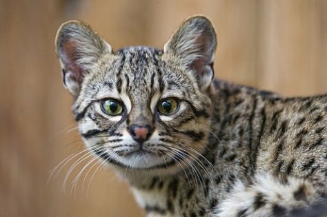 A Geoffroy's cat. Exotic Cat Breeds, Wild Cat Species, Domestic Cat Breeds, Asian Leopard Cat, Small Wild Cats, Cat Species, Exotic Cats, Domestic Cat, Cute Animal Drawings