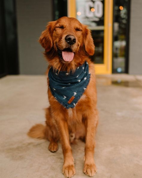 The goodest boy is happy momma is finally home for a weekend and dad is finally off night float!!!!! Idk if anyone here... Dog In Bandana, Golden Retriever Bandana, Dog With Bandana, Red Golden Retriever Puppy, Red Retriever, Red Golden Retriever, Dog Biting Training, Psychiatric Service Dog, Reactive Dog