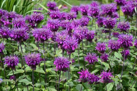 Purple Bee Balm, Purple Perennials, Year Round Flowers, American Meadows, Wild Bees, Garden Growing, Gladioli, Hummingbird Garden, Bee Balm