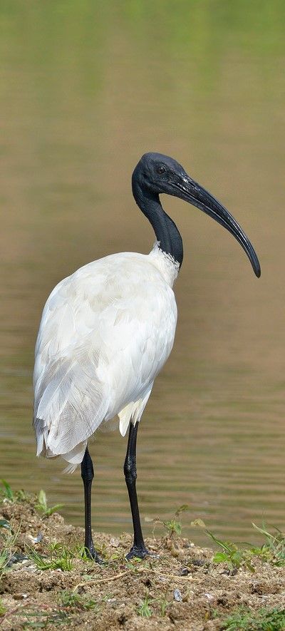 Ibis oriental - Black-headed Ibis - Schwarzhalsibis - Ibis à tête noire Black Headed Ibis, Ibis Bird Egypt, Ibis Bird Tattoo, Ibis Photography, Ibis Tattoo, Ibis Bird, Dinosaurs Extinction, Black Headed, Wild Animals Pictures