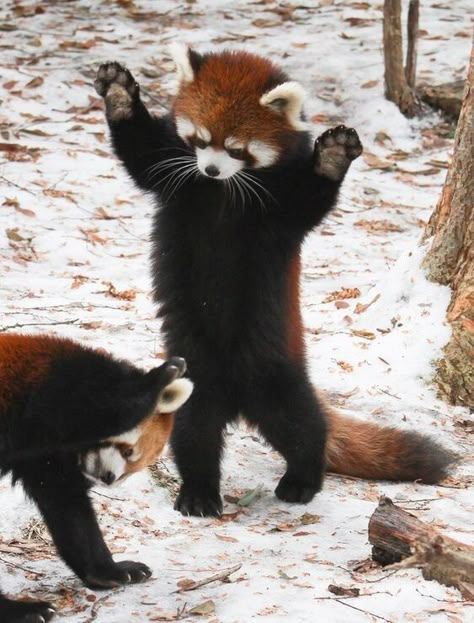 Panda-ora Box: a Collection Of Adorable Red Panda Pics - I Can Has Cheezburger? Red Panda Cute, Red Pandas, Panda Love, Red Panda, Cute Creatures, Animal Tattoos, Nature Animals, Cute Little Animals, 귀여운 동물