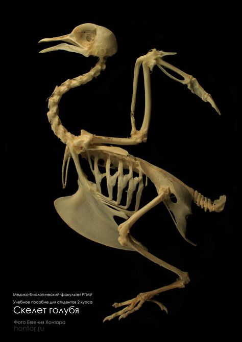 pigeon skeleton by Hontor on DeviantART http://www.deviantart.com/art/Skeleton-of-a-pigeon-194628818 Bird Anatomy, Bird Bones, Skull Reference, Skeleton Anatomy, Animal Skeletons, Animal Anatomy, Human Skeleton, Skeleton Bones, White Bar