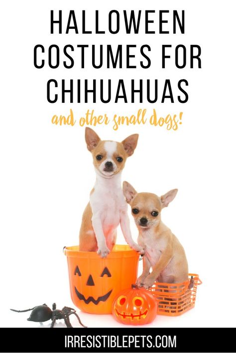 Halloween costumes for Chihuahuas and other small dogs. We have lots of halloween dog costume and diy halloween dog costume ideas to inspire you! Small Dog Halloween Costumes, Chihuahua Halloween Costumes, Chihuahua Costumes, Dog Donut, Small Black Dog, Chihuahua Funny, Donut Recipe, Mom Fall, Pet Halloween Costumes