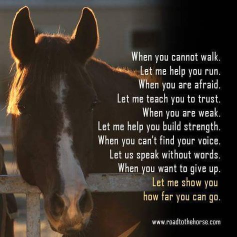 Horse Quotes Meaningful, Horses Pics, Horse Poems, Christian Habits, Cowgirl Sayings, Horse Sayings, Horse Healing, Equine Quotes, Horse Meme