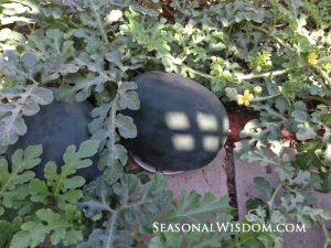 Two 'Black Diamond' watermelons about ready to harvest. Learn about growing and harvesting watermelons. Harvesting Watermelon, Black Diamond Watermelon, Growing Vegetables In Pots, Watermelon Plant, Planting Garlic, Gardening Projects, Growing Cucumbers, Planting Plan, Growing Potatoes