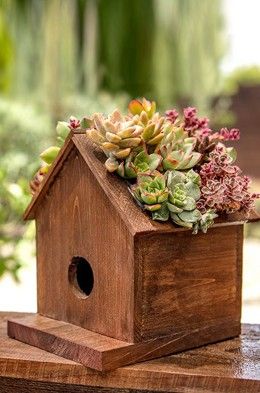 Bird Pet, Homemade Bird Houses, Bird Houses Ideas Diy, Bird House Feeder, Bird House Plans, Succulent Landscaping, Bird House Kits, Succulent Garden Diy, Wood Planter Box