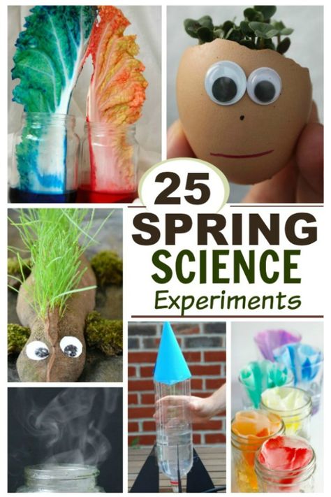 SPRING SCIENCE FOR KIDS- 30 FUN ACTIVITIES! #scienceexperimentskids #sciencefairprojects #springscienceactivities  #springscienceexperimentsforkids #sciencefairprojectselementary #scienceforkids #scienceexperiments  #springactivitiesforkids #springcraftsforkids #springactivities #springcrafts #activitiesforkids #craftsforkids #kidsactivities Spring Science Experiments, Spring Science Activities, Fun Experiments For Kids, Spring Science, Kids Science Experiments, Fine Motor Activities For Kids, Science Experiments For Kids, Experiments Kids, Science Stem