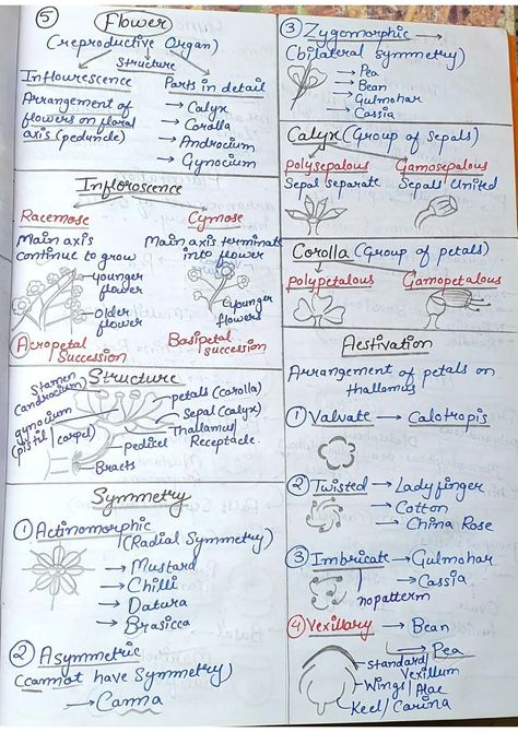 Morphology Of Flowering Plants Mind Map, Morphology Of Flowering Plants, Nomenclature Chemistry, Motion Physics, Tissue Biology, Element Chemistry, Redox Reactions, Flower Structure, Human Body Facts