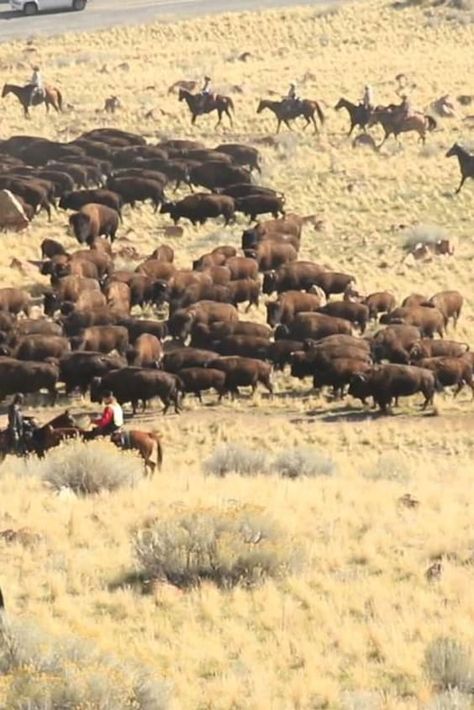 Check out "Antelope Island Bison Roundup" in Utah Surreal Poster, Eco Club, Bison Photo, Antelope Island, Utah Travel, Be Dangerous, Look Rock, Bryce Canyon, National Monuments