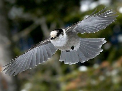 カナダカケス Grey jay, Gray jay, Canada jay, Whisky jack (Perisoreus canadensis, Dysornithia brachyrhyncha) Gray Jay Tattoo, Canada Jay, Grey Jay, Whisky Jack, Gray Jay, Costumes 2024, Birthday Art, Sleeve Ideas, National Costume