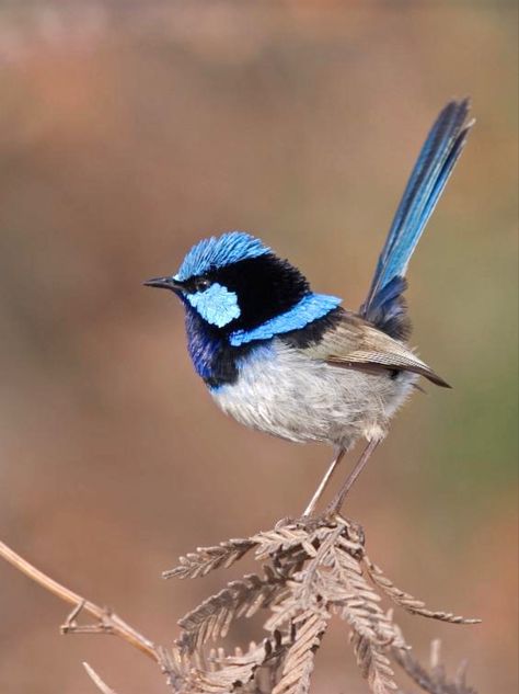 Fairy Wrens, Blue Wren, Tropic Of Capricorn, Sculpture Inspiration, Fairy Wren, Painting Birds, Birds Of Australia, Spa Rooms, Bird Flying