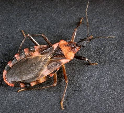 A kissing bug, often known in Latin America as vinchuca, spreads Chagas Disease. You can have it and not even know it. A Classic Horror Story, Kissing Bug, Silent Killer, Health Post, In The News, Charles Darwin, Insect Bites, Protective Clothing, Horror Story