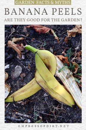 Do banana peels offer something special for plants and soil like potassium or is this over-hyped garden advice? Find out what the science shows. Tulsi Plant, Banana Peels, Teacup Gardens, Banana Peel, Fertilizer For Plants, Better Homes And Garden, Plant Cuttings, Plant Roots, Perfect Garden