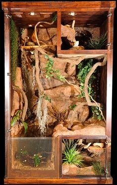 Talk about the Luxury Living of (Small) Snake Enclosures! Arboreal Snake Enclosure, King Snake Enclosure, Snake Exhibit, Snake Habitat, Lizard Cage, Iguana Cage, Snake Cage, Pet Enclosures, Snake Cages