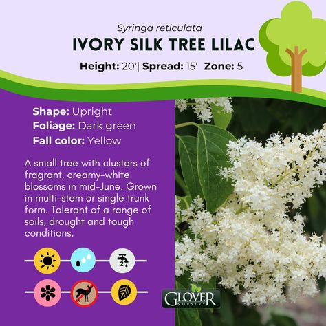 Attention summer blooming trees enthusiasts! All around the valley, you're starting to see smaller to medium size trees that are sporting big feathery, white to ivory flowers with a light lilac fragrance - this means the Japanese Tree Lilacs are in bloom! Japanese tree lilacs are part of the wider Lilac family and are related to the familiar European and Korean lilacs that are landscape staples in northern Utah. However, unlike their cousins, these lilacs grow into more of a tree orientatio... Japanese Lilac Tree Front Yards, Ivory Silk Japanese Lilac Tree, Japanese Lilac Tree, Japanese Lilac, Miss Kim Lilac Tree, Lilac Sensation, Bloomerang Lilac Tree, Northern Utah, Lilac Tree