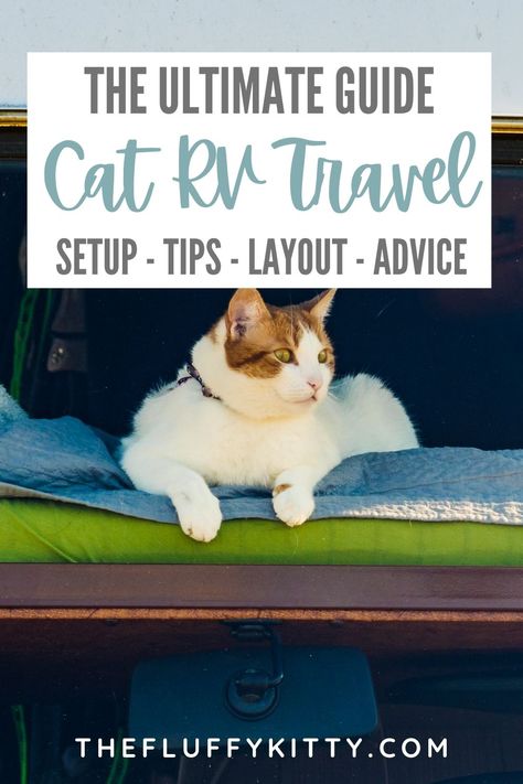 rv travel with cats Cat Camping, Rv Cat, Cat Wounds, Fluffy Kitty, Camping With Cats, Cat Patio, Adventure Cat, Cat Products, Leash Training