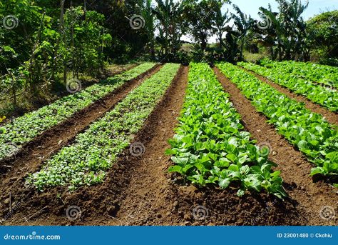 Food Forest Design, Veggie Garden Layout, Row Gardening, Vegetable Garden Layout Design, Hydroponic Grow Systems, Vegetable Garden Planner, Farm Plans, Vegetable Farming, Herb Farm