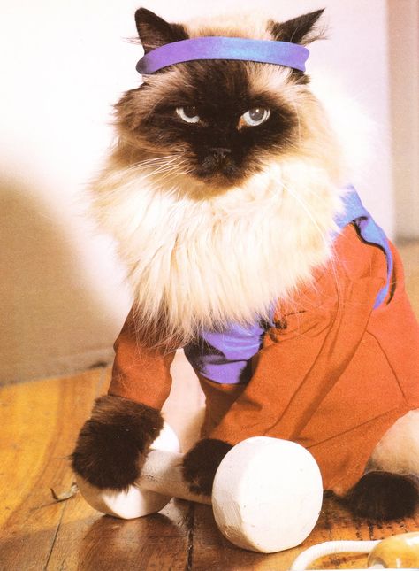 MewMewMunchyToe: Like Oh My Cat! The 80's Were Totally Pawsome! Cat Gym, Dog Portraits Art, Cat Work, Cat Exercise, Knitted Cat, Cat Fashion, Foto Art, Cat Costumes, The 80's