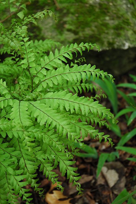 Adiantum Pedatum, Fern Care, Maidenhair Fern, Alpine Garden, Gardening Zones, Soil Ph, Woodland Garden, Low Maintenance Plants, Shade Garden