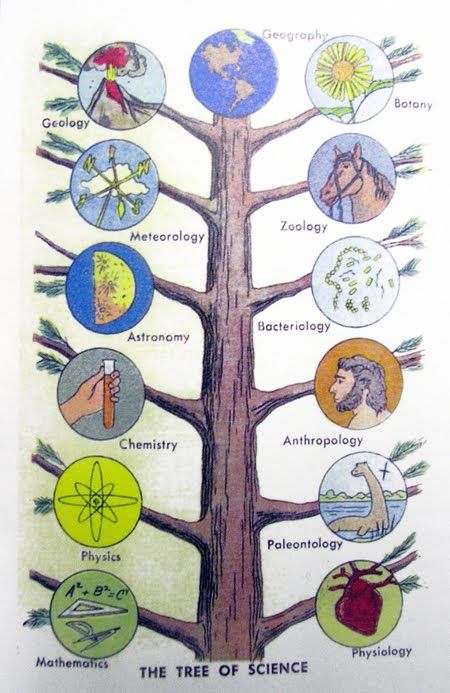 Branches Of Science | BRANCHES OF SCIENCE Branches Of Biology, Science Printables, Science Quiz, Branches Of Science, Science Games, Third Grade Science, Matter Science, Family Tree Template, Social Studies Worksheets