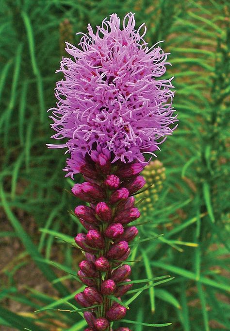 Dense Blazing Star Blazing Star Flower, Iris Versicolor, Obedient Plant, Asclepias Incarnata, Blazing Star, Swamp Milkweed, Flower Reference, Cardinal Flower, Powdery Mildew