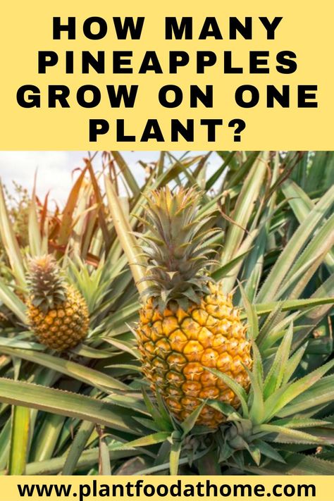 Pinapple Growing How Do, Pineapple Tree Plant, Pineapple Top Plant, How To Plant Pineapple, How To Grow A Pineapple, How To Grow A Pineapple From The Top, Pineapple Plant Growing, Grow Pineapple From Top, Pinapple Tree